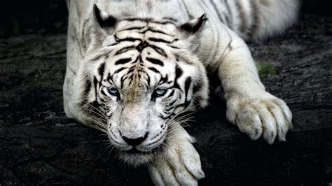 white tiger images hd